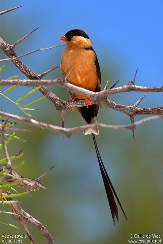 Shaft-tailed Whydah male
