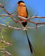 Shaft-tailed Whydah