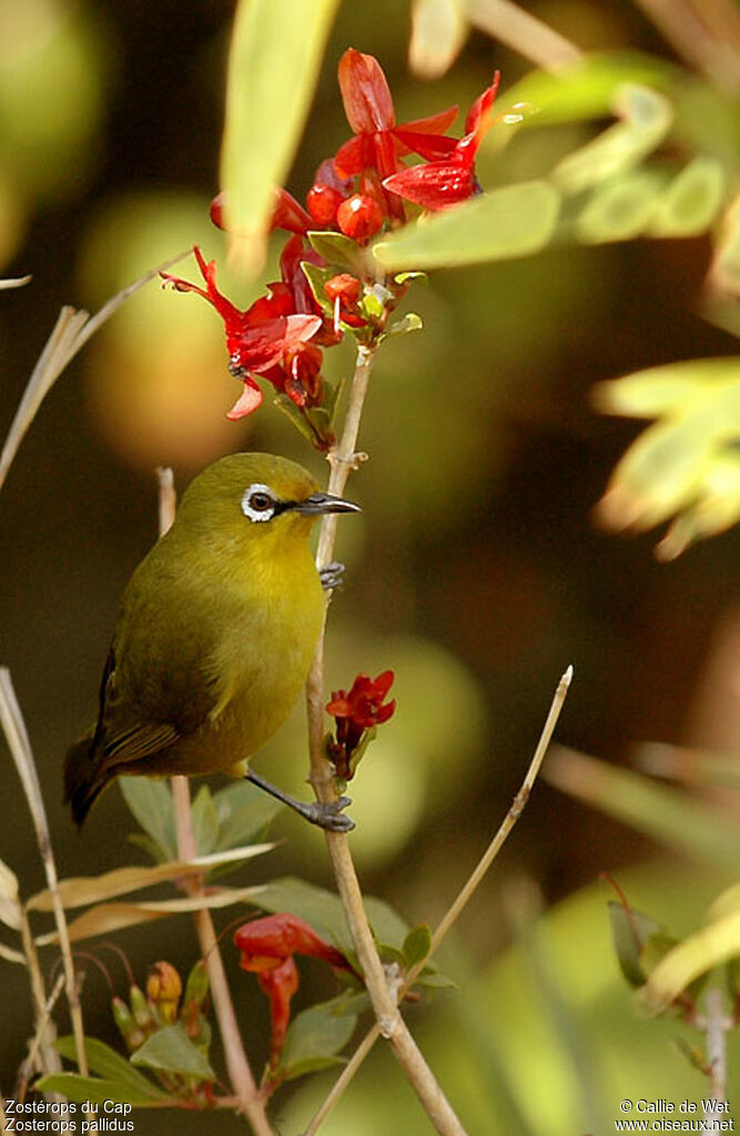 Cape White-eyeadult