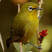 Cape White-eye