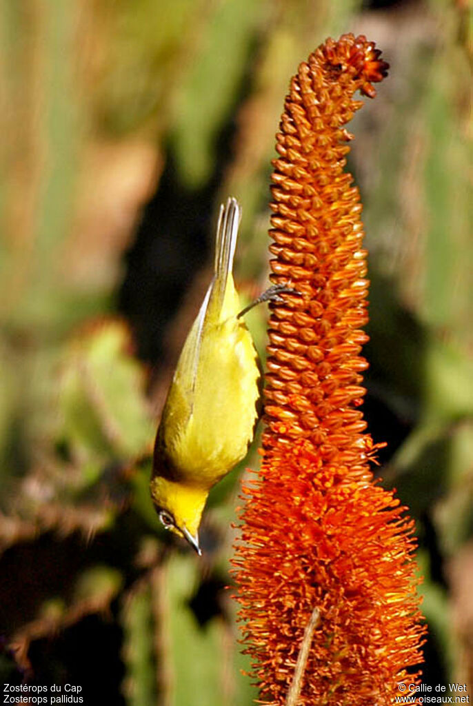 Cape White-eyeadult