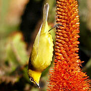 Cape White-eye