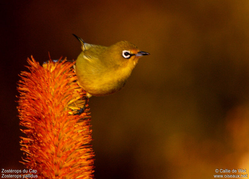 Cape White-eyeadult