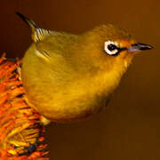 Cape White-eye