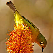 Cape White-eye