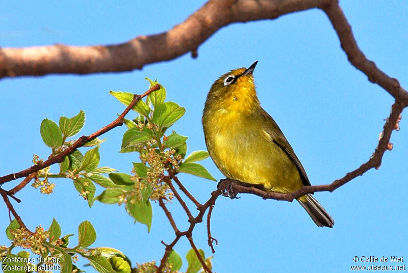 Cape White-eyeadult