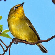 Cape White-eye