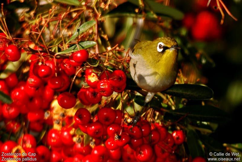 Cape White-eyeadult