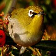 Cape White-eye