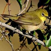 Ashy-bellied White-eye