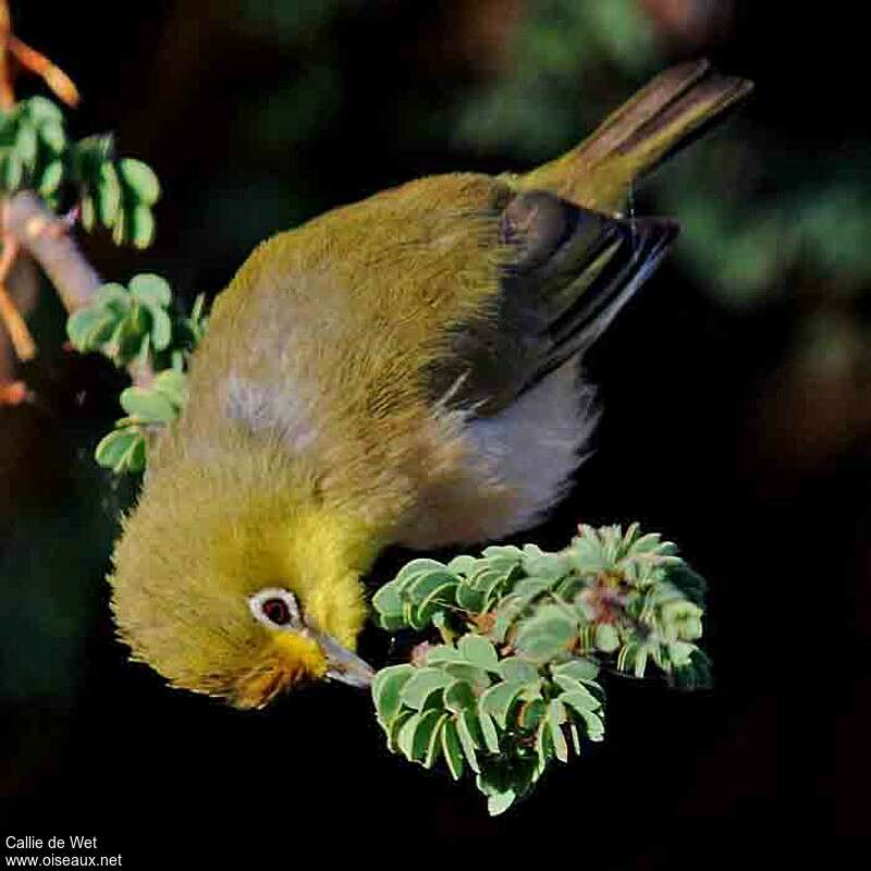 Ashy-bellied White-eyeadult