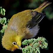 Ashy-bellied White-eye