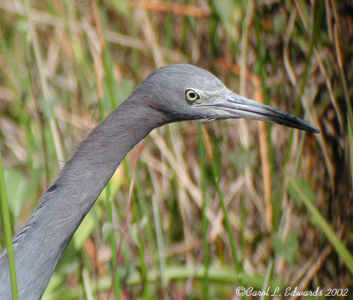 Little Blue Heron