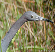 Aigrette bleue