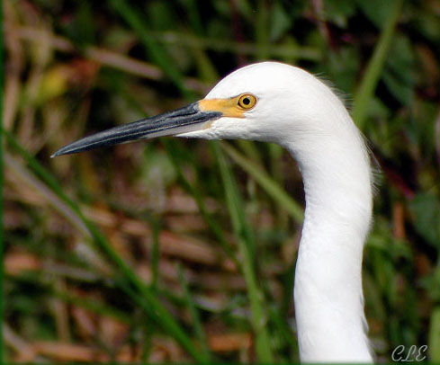 Aigrette neigeuse