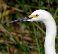 Aigrette neigeuse