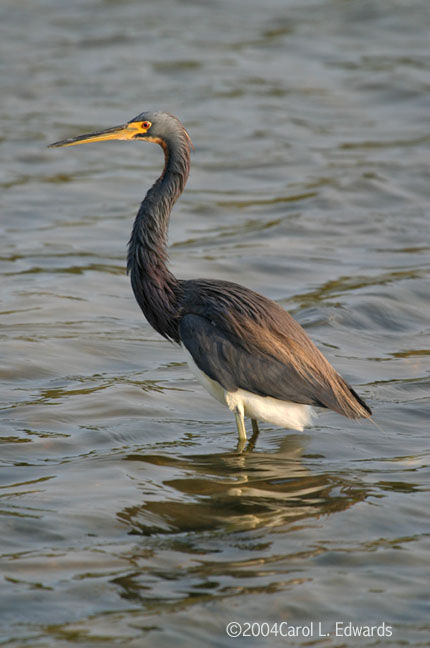 Aigrette tricolore