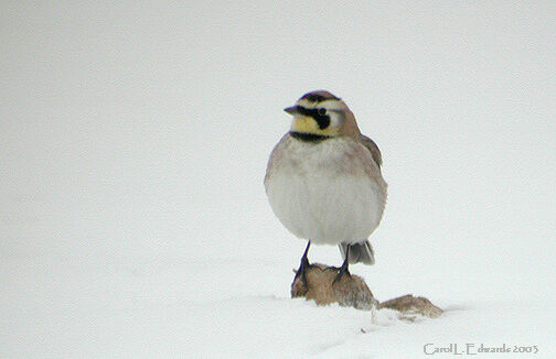 Horned Lark