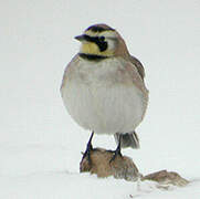 Horned Lark