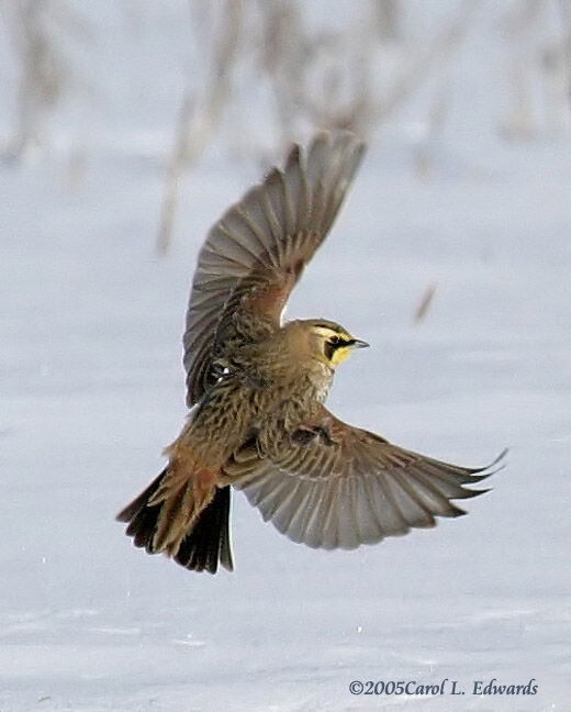 Horned Lark