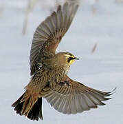 Horned Lark