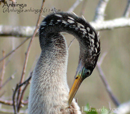 Anhinga d'Amérique