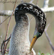 Anhinga