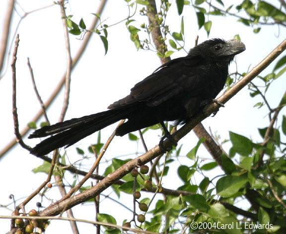 Smooth-billed Ani