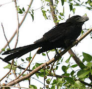 Smooth-billed Ani