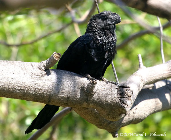 Smooth-billed Ani