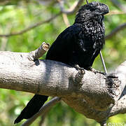 Smooth-billed Ani