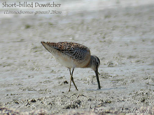 Short-billed Dowitcher