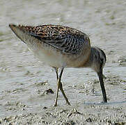 Short-billed Dowitcher