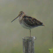 Wilson's Snipe