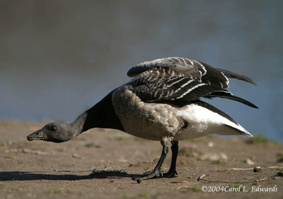 Brant Goose