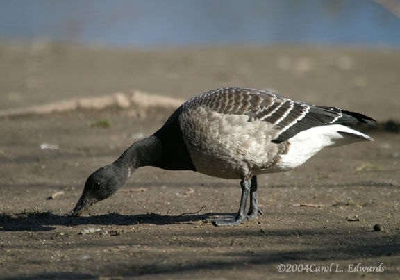 Brant Goose