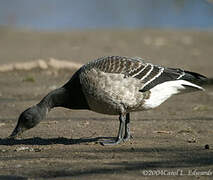 Brant Goose