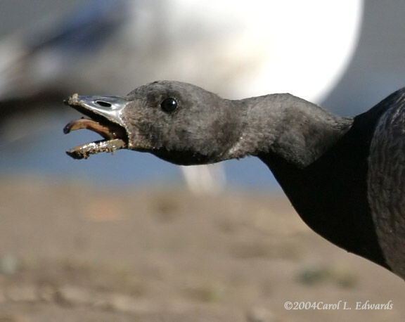 Brant Goose