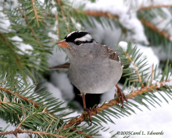 White-crowned Sparrow