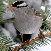 White-crowned Sparrow