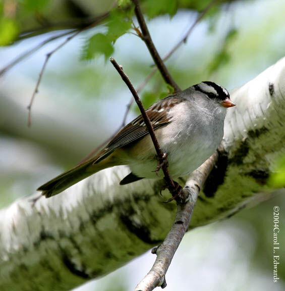 White-crowned Sparrow