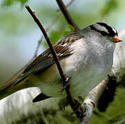 White-crowned Sparrow