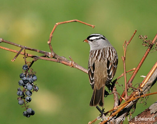 White-crowned Sparrow