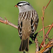 White-crowned Sparrow