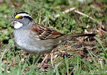 White-throated Sparrow