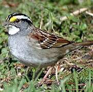 White-throated Sparrow