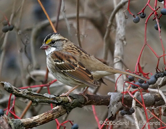 White-throated Sparrow