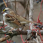 White-throated Sparrow