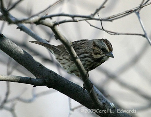 Song Sparrow