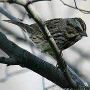 Song Sparrow